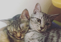 ネコが大好き！「にまめ」と「すもも」2匹と仲良く暮らしてます。